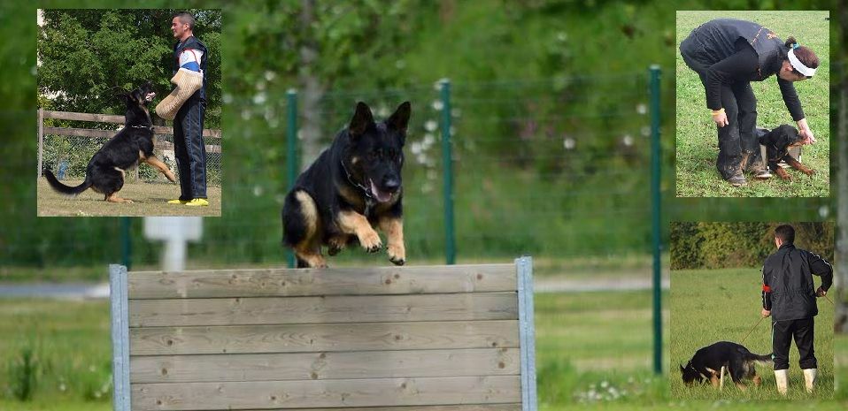 Wo die drei flusse verbinden - Création club canin