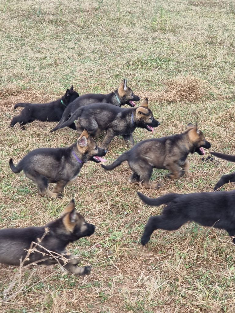 chiot Berger Allemand Wo die drei flusse verbinden