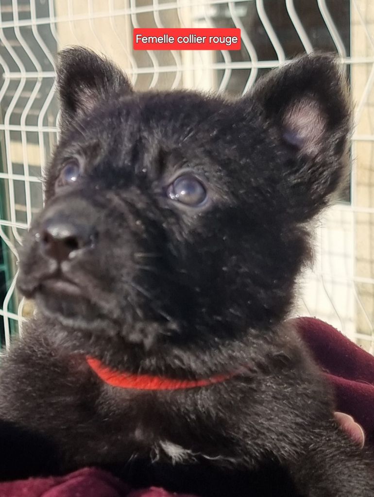 Wo die drei flusse verbinden - Chiot disponible  - Berger Allemand