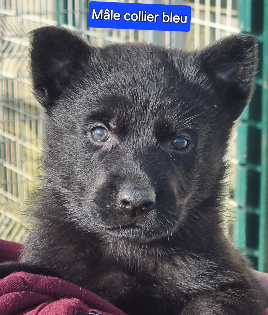 chiot Berger Allemand Wo die drei flusse verbinden