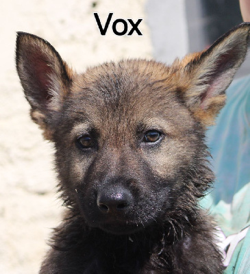 Vox