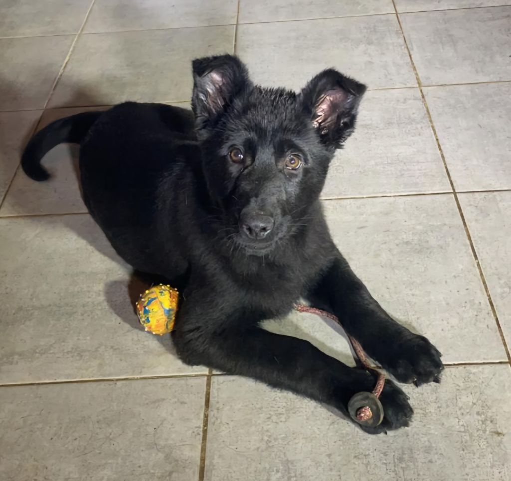 Wo die drei flusse verbinden - Chiot disponible  - Berger Allemand