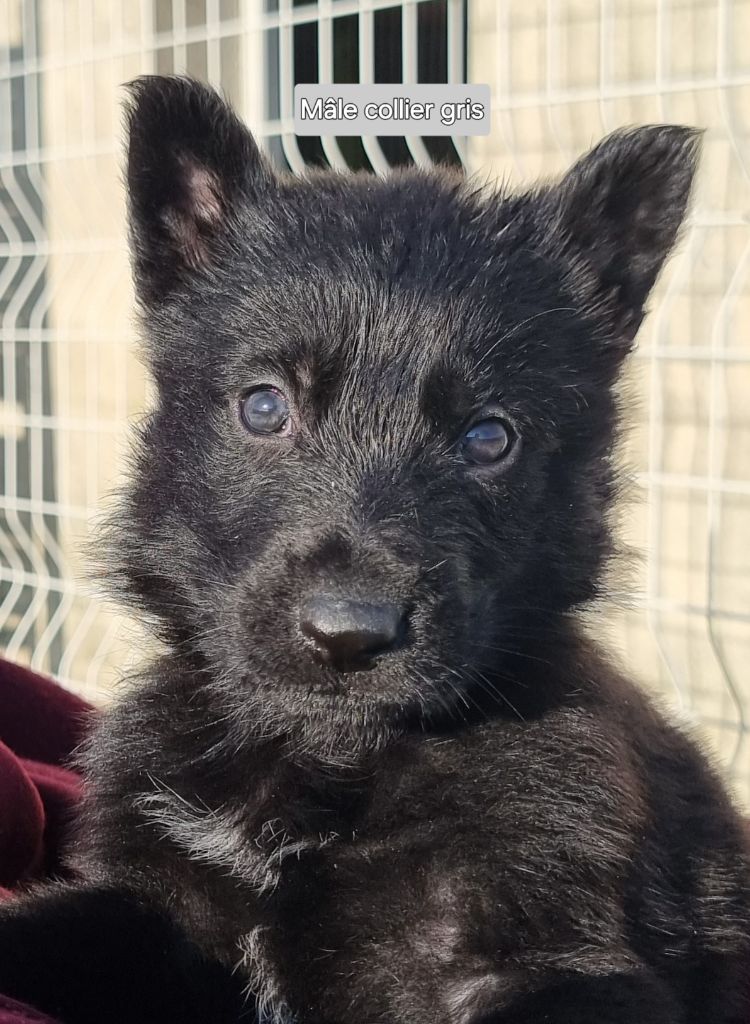 Wo die drei flusse verbinden - Chiot disponible  - Berger Allemand