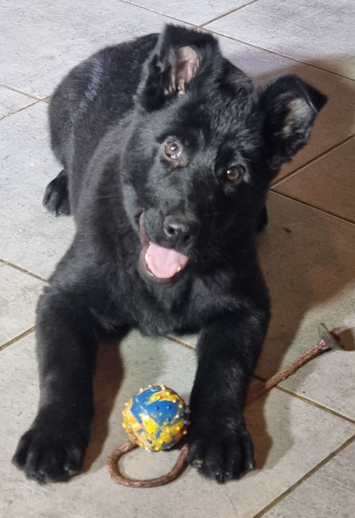 Wo die drei flusse verbinden - Chiot disponible  - Berger Allemand