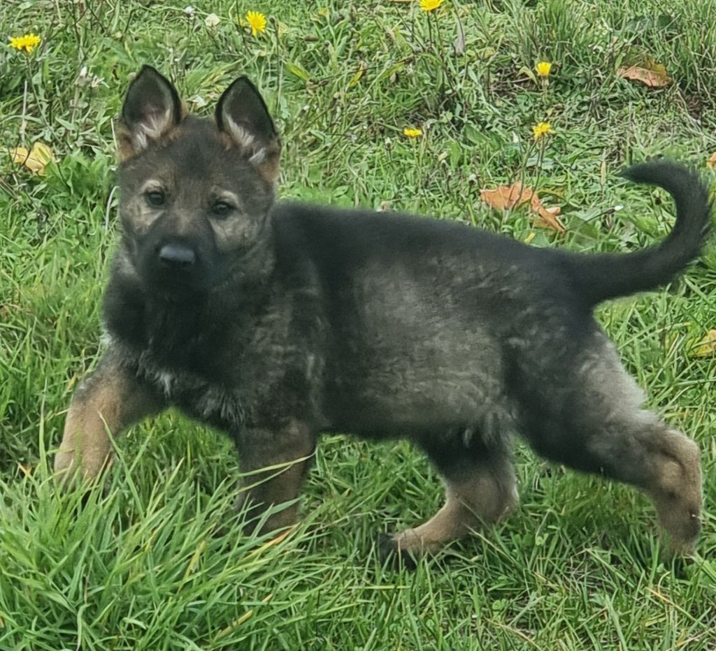 Wo die drei flusse verbinden - Berger Allemand - Portée née le 12/09/2025