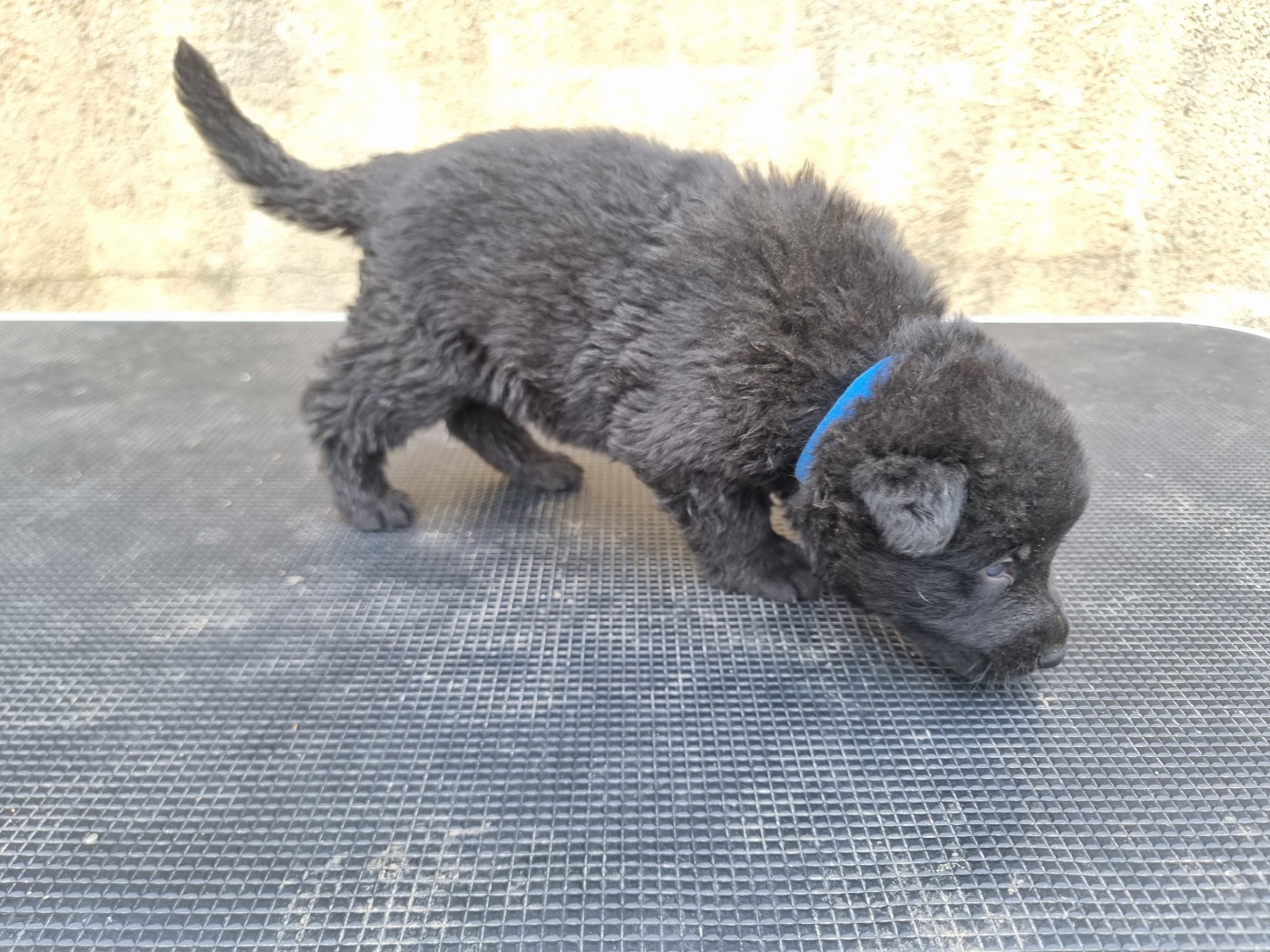 Wo die drei flusse verbinden - Chiots disponibles - Berger Allemand