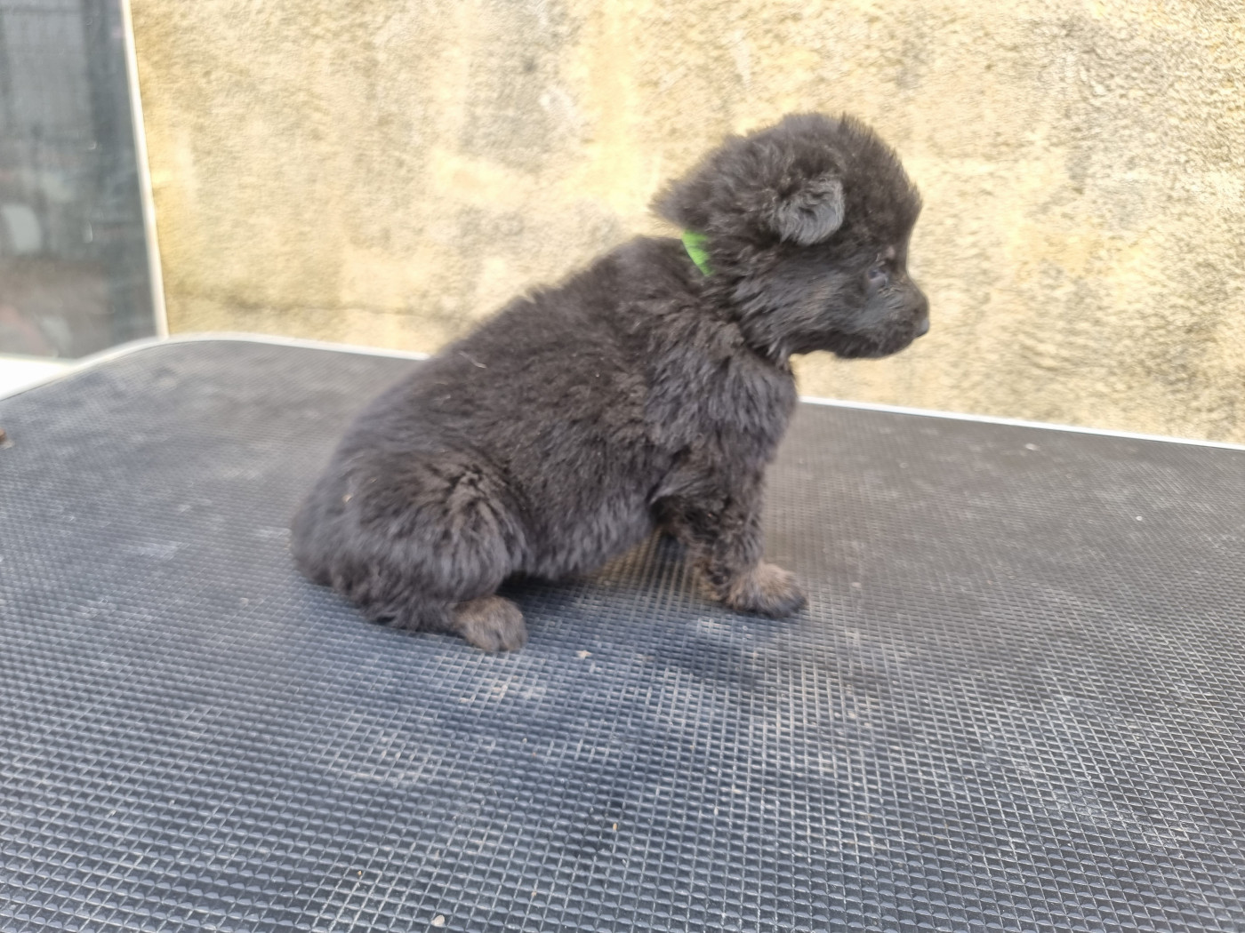 Wo die drei flusse verbinden - Chiots disponibles - Berger Allemand