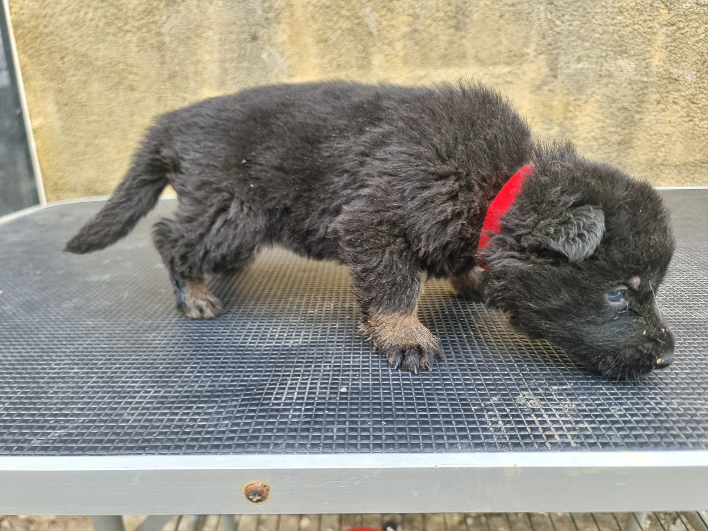 Wo die drei flusse verbinden - Chiots disponibles - Berger Allemand