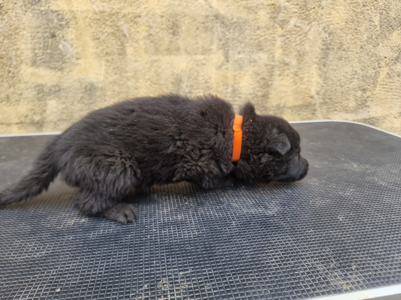 Wo die drei flusse verbinden - Chiots disponibles - Berger Allemand