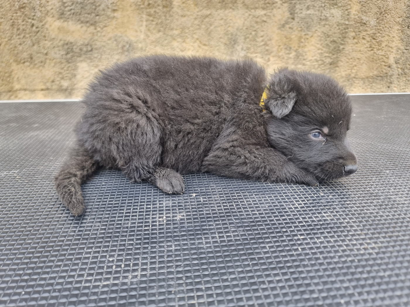 Wo die drei flusse verbinden - Chiots disponibles - Berger Allemand