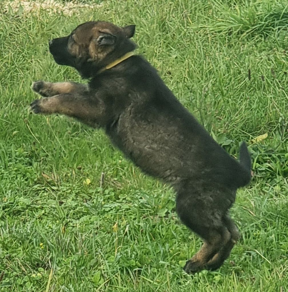 Chiot Berger Allemand Wo die drei flusse verbinden