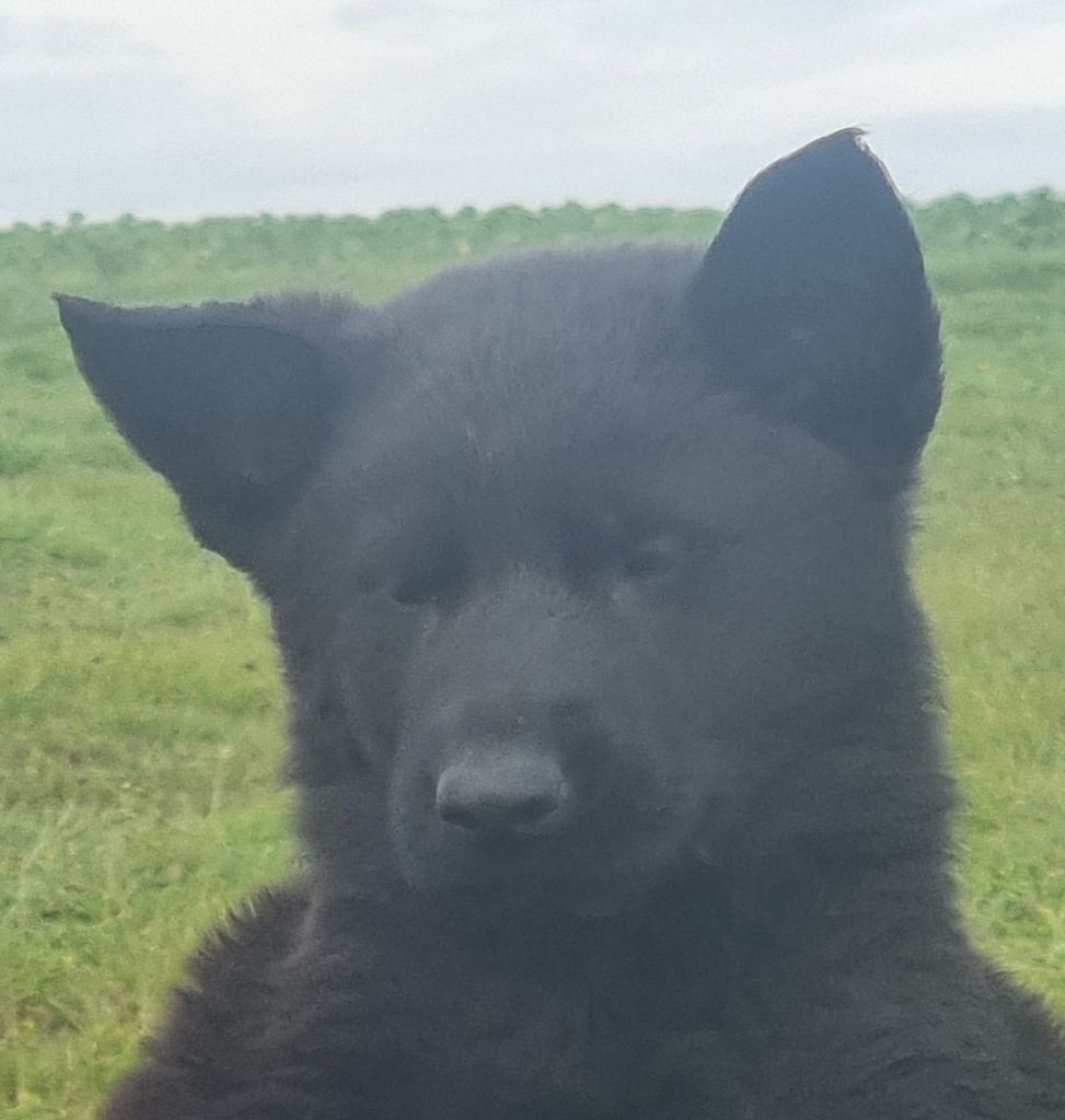 Wo die drei flusse verbinden - Chiots disponibles - Berger Allemand