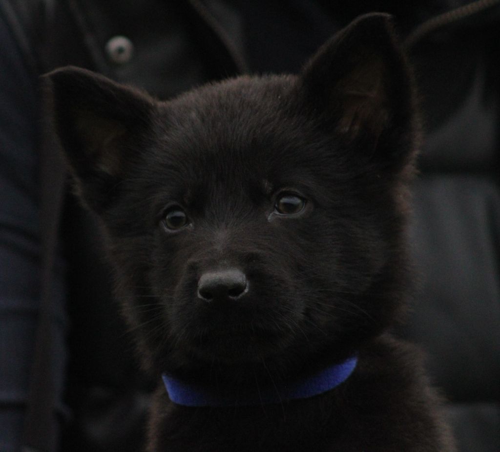 Wo die drei flusse verbinden - Chiots disponibles - Berger Allemand