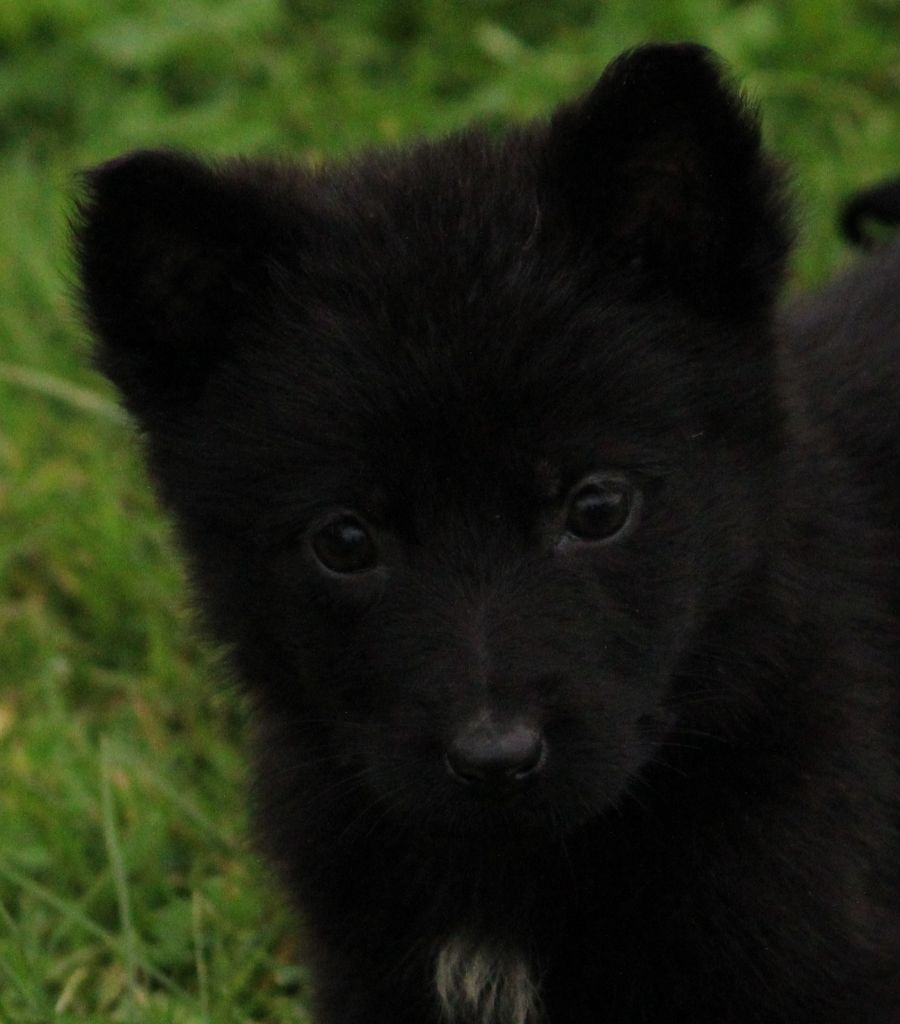 Wo die drei flusse verbinden - Chiots disponibles - Berger Allemand