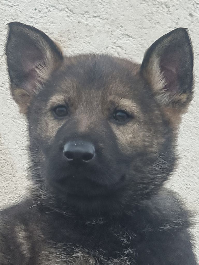 Wo die drei flusse verbinden - Chiots disponibles - Berger Allemand
