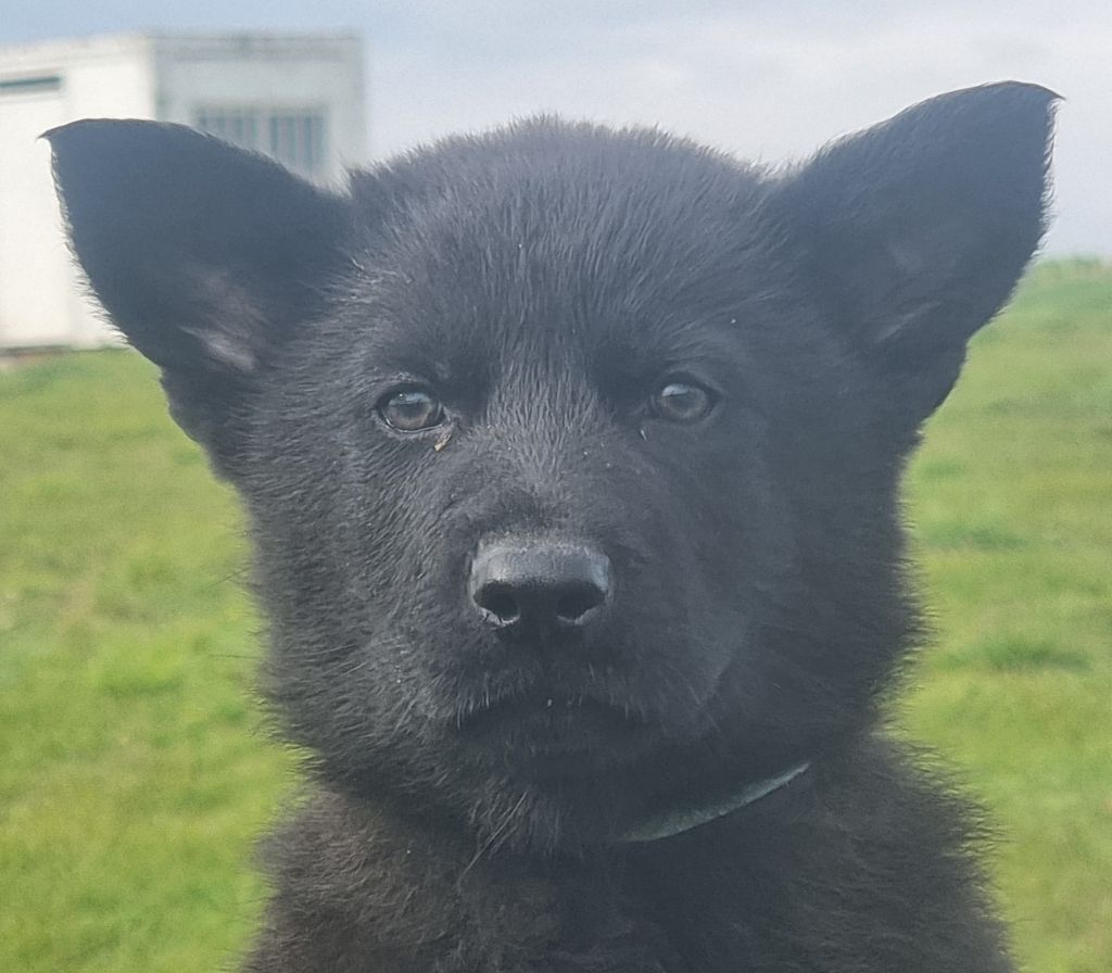 Wo die drei flusse verbinden - Chiots disponibles - Berger Allemand