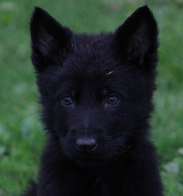 Assan collier orange