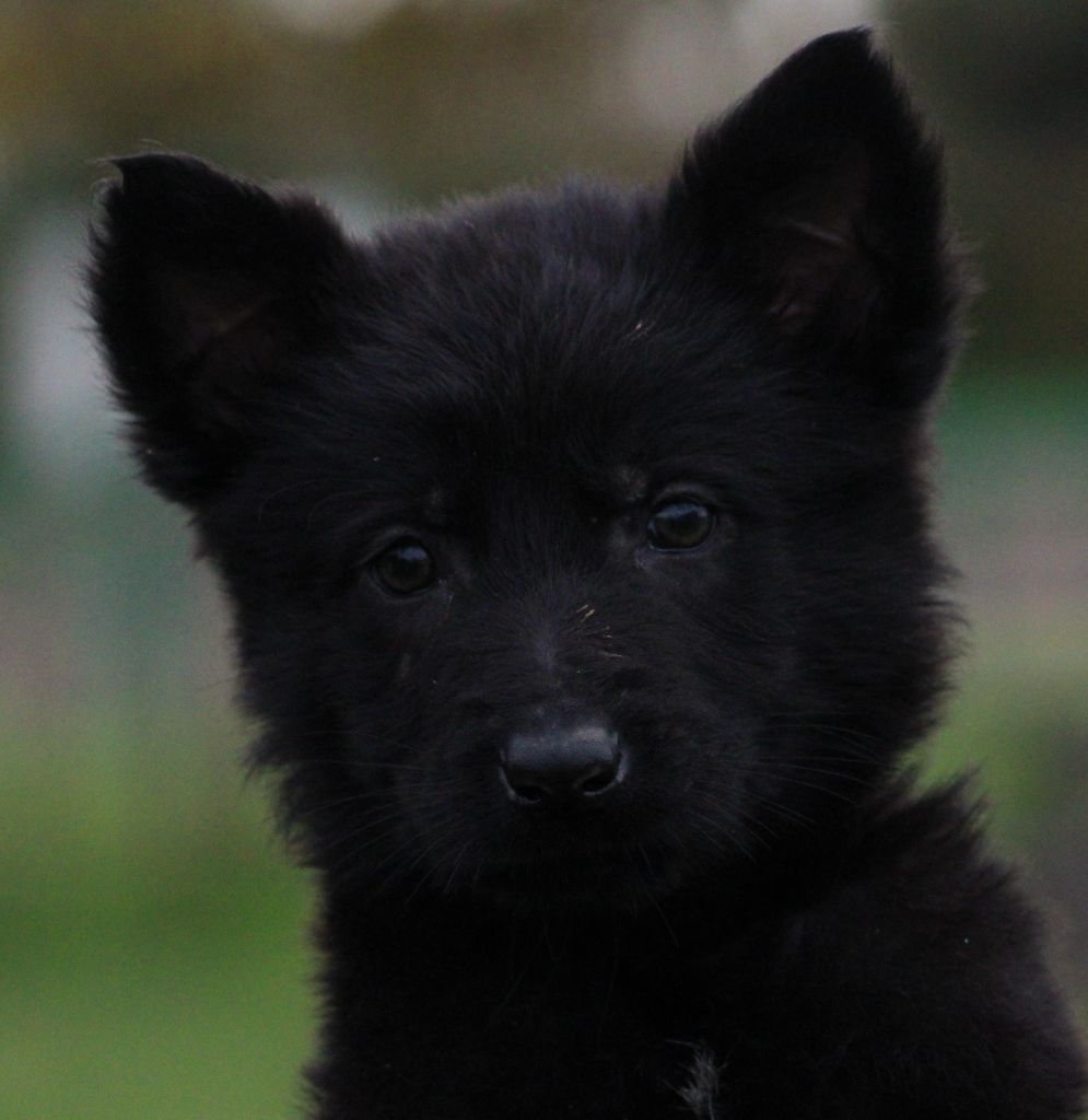 Wo die drei flusse verbinden - Chiots disponibles - Berger Allemand