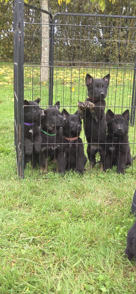 Chiot Berger Allemand Wo die drei flusse verbinden