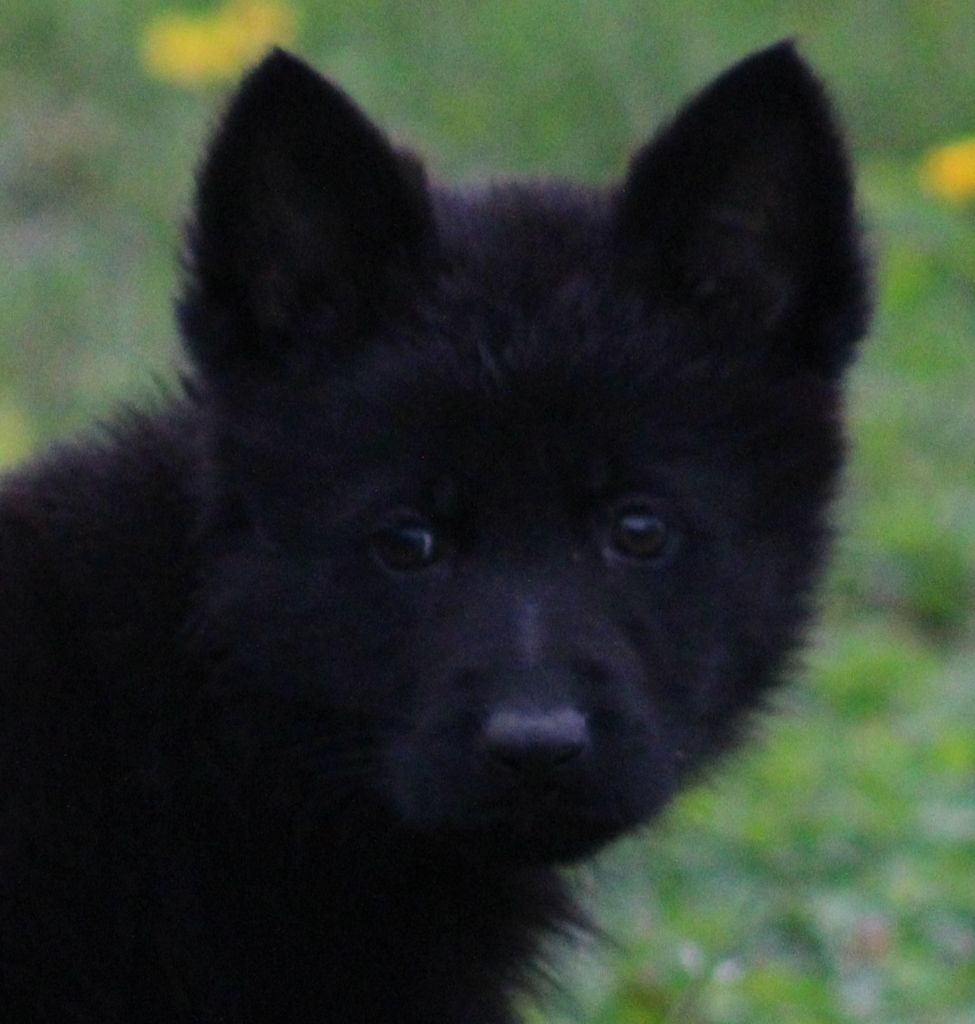 Wo die drei flusse verbinden - Chiots disponibles - Berger Allemand